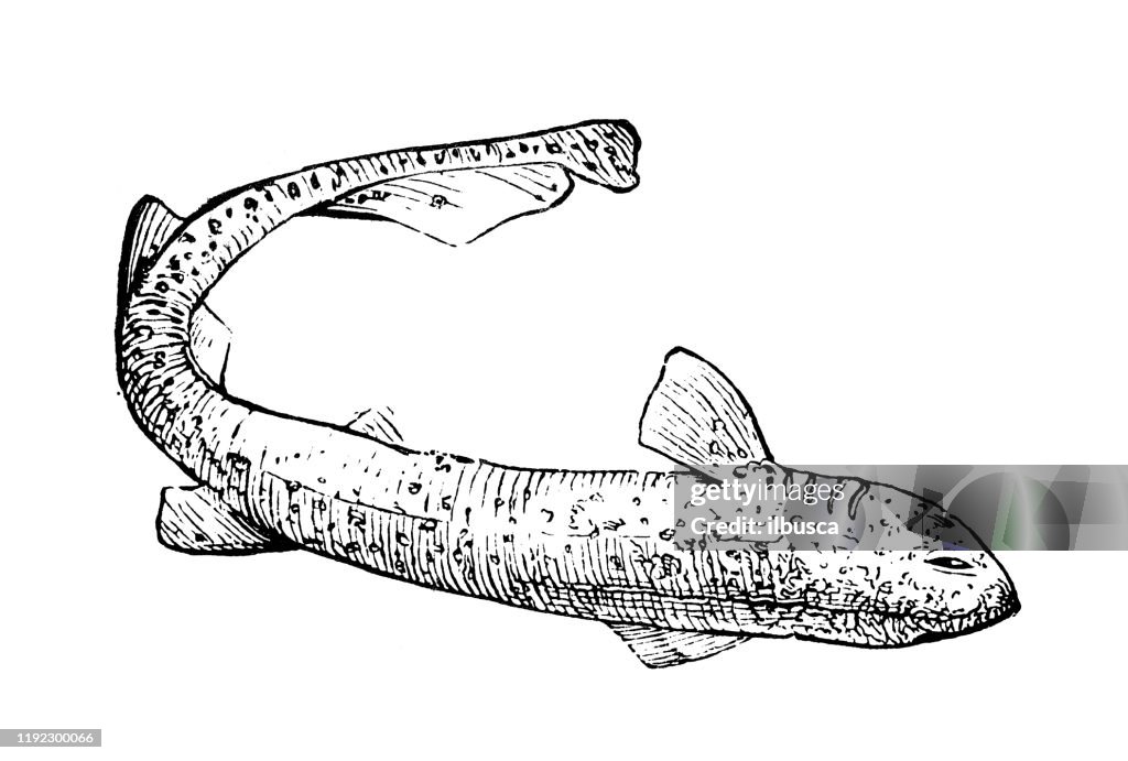 Antique sea animals engraving illustration: blue shark (Prionace glauca)