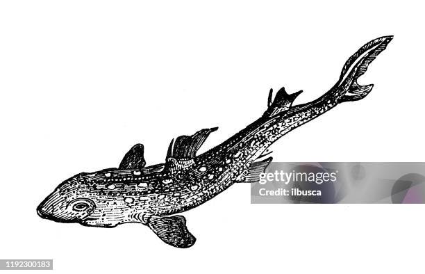 antique sea animals engraving illustration: spiny dogfish, spurdog, mud shark, piked dogfish (squalus acanthias) - spiny dogfish stock illustrations
