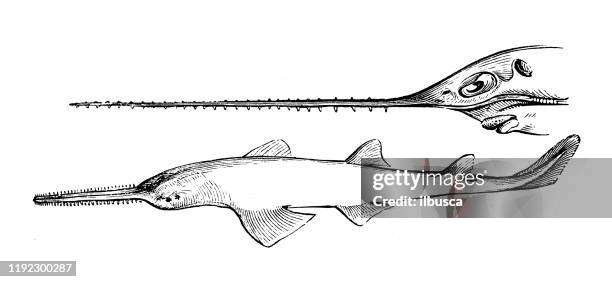 antique sea animals engraving illustration: sawfish, carpenter shark - saw shark stock illustrations