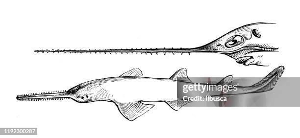 antique sea animals engraving illustration: sawfish, carpenter shark - sea saw stock illustrations