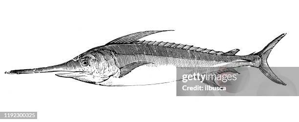 ilustrações, clipart, desenhos animados e ícones de ilustração da gravura dos animais de mar antigos: espadarte (gladius de xiphias) - espadarte