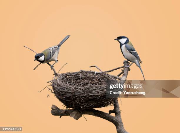 black-capped chickadee in it's nest, close up - bird nest bildbanksfoton och bilder