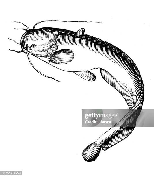 antique sea animals engraving illustration: catfish - catfish stock illustrations