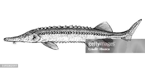 antique sea animals engraving illustration: sturgeon - sturgeon stock illustrations