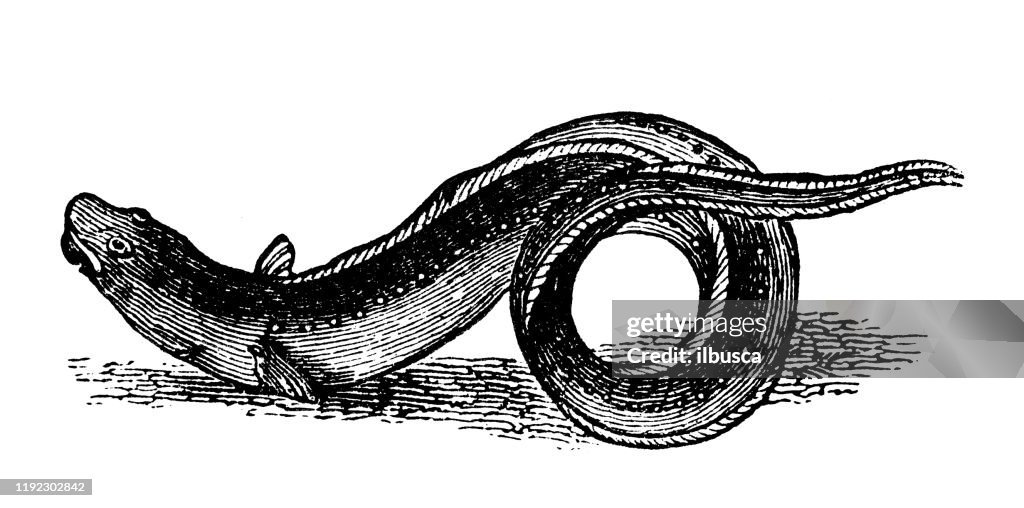 Antique sea animals engraving illustration: Conger eel