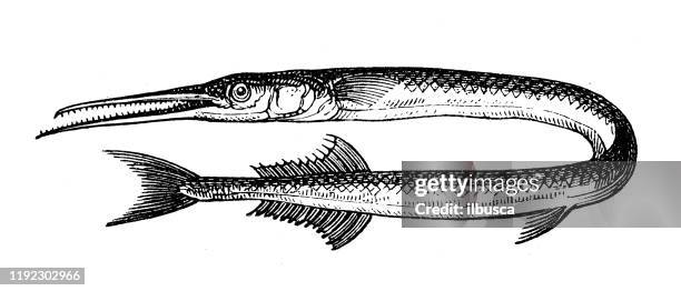Gar Fish Vector Antique Sea Animals Engraving Illustration Gar Fish High-Res Vector ...