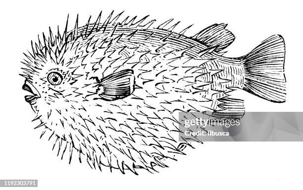 antique sea animals engraving illustration: porcupinefish, diodontidae - puffer fish stock illustrations