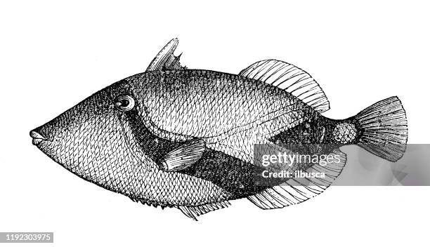 Filefish Drawing Filefish High Res Illustrations - Getty Images