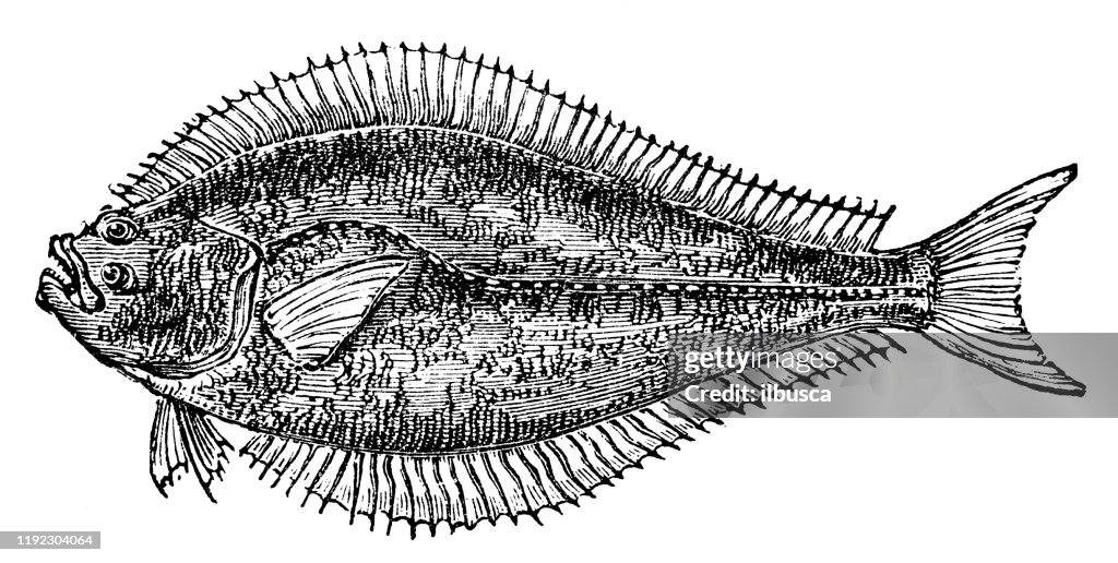 Antique sea animals engraving illustration: Halibut