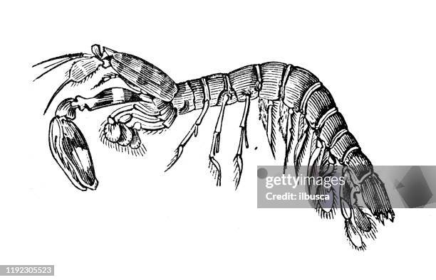 ilustrações de stock, clip art, desenhos animados e ícones de antique sea animals engraving illustration: spotted mantis crab - sea mantis