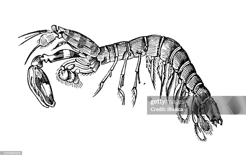 Antique sea animals engraving illustration: Spotted Mantis Crab