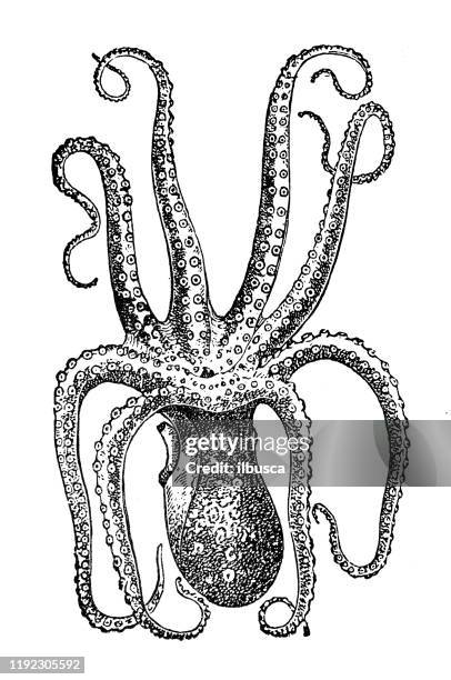 antique sea animals engraving illustration: octopus - octopus illustration stock illustrations