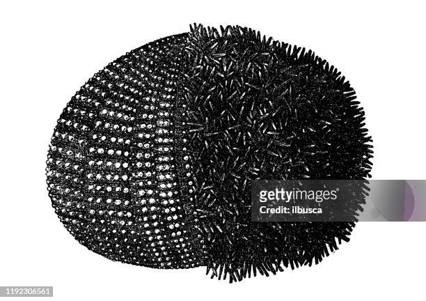 antique sea animals engraving illustration: sea urchin, echinus - sea urchin stock illustrations