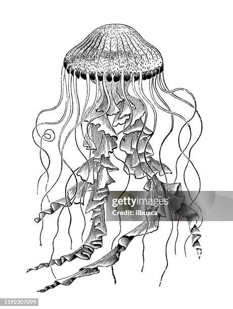 antique sea animals engraving illustration: chrysaora hysoscella, compass jellyfish - chrysaora hysoscella stock illustrations