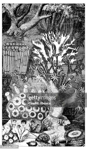 antique sea animals engraving illustration: corals and madrepores - madrepores stock illustrations