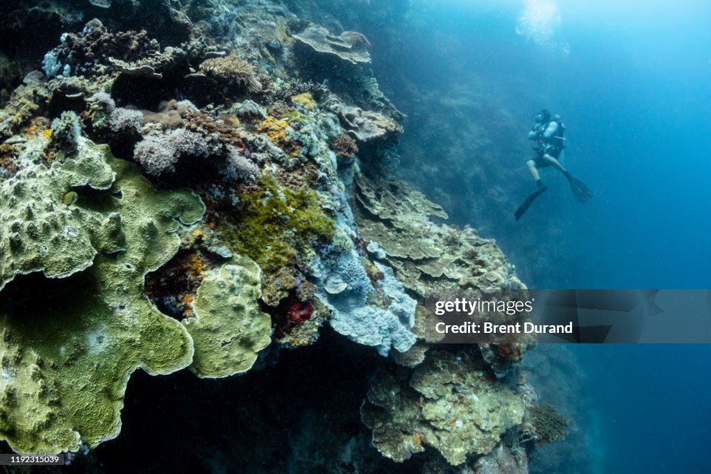 Scuba Diver on Coral Wall at Apo Island