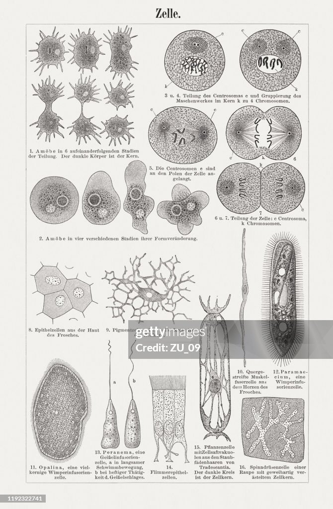 Cell structure and division of different organisms, woodcuts, published 1900