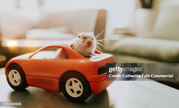 hamster in a car - hairy bum 個照片及圖片檔