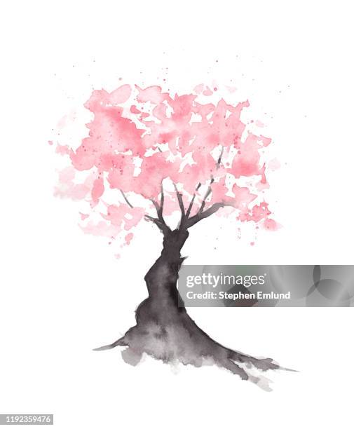 illustrazioni stock, clip art, cartoni animati e icone di tendenza di albero astratto dei fiori di ciliegio sakura - pittura acquerello originale - fiore di ciliegio