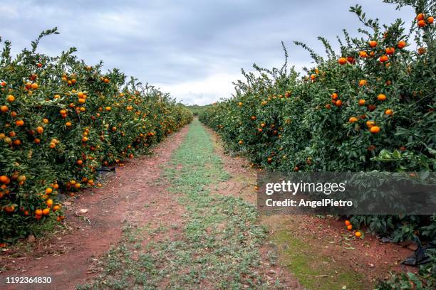 tangerine trees in valencia, spain - orange orchard fotografías e imágenes de stock