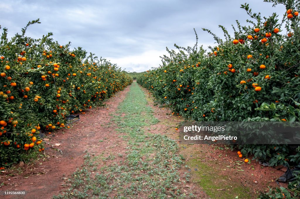 Tangerine trees in Valencia, Spain