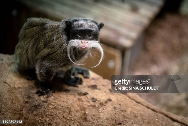 Picture taken on January 7, 2020 shows a emperor moustached tamarin during the inventory at the Zoo in Bremerhaven, northern Germany. / Germany OUT