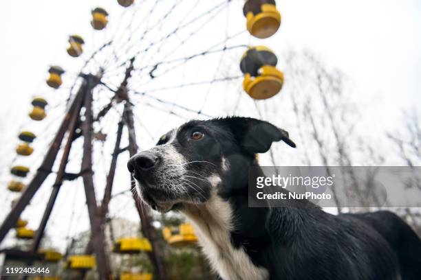 Dog in Abandoned amusement park in ghost town Prypiat in Chornobyl exclusion zone. Ukraine, December 2019