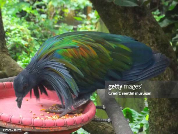 beautiful nicobar pigeon was sitting on tree - jungle island zoological park stock pictures, royalty-free photos & images