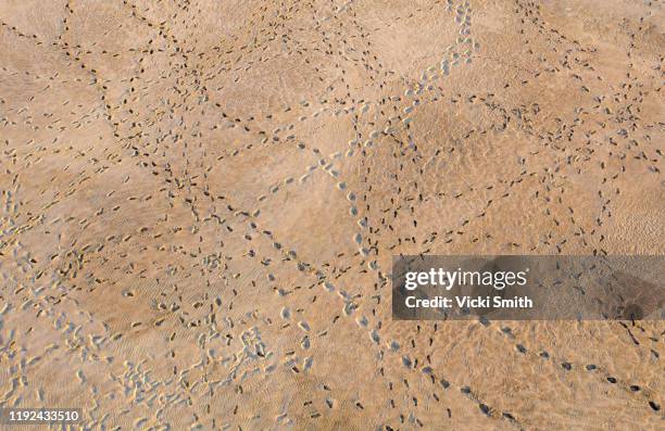 aerial view of footprints and bird prints in the sand - footprints on beach australia stock-fotos und bilder