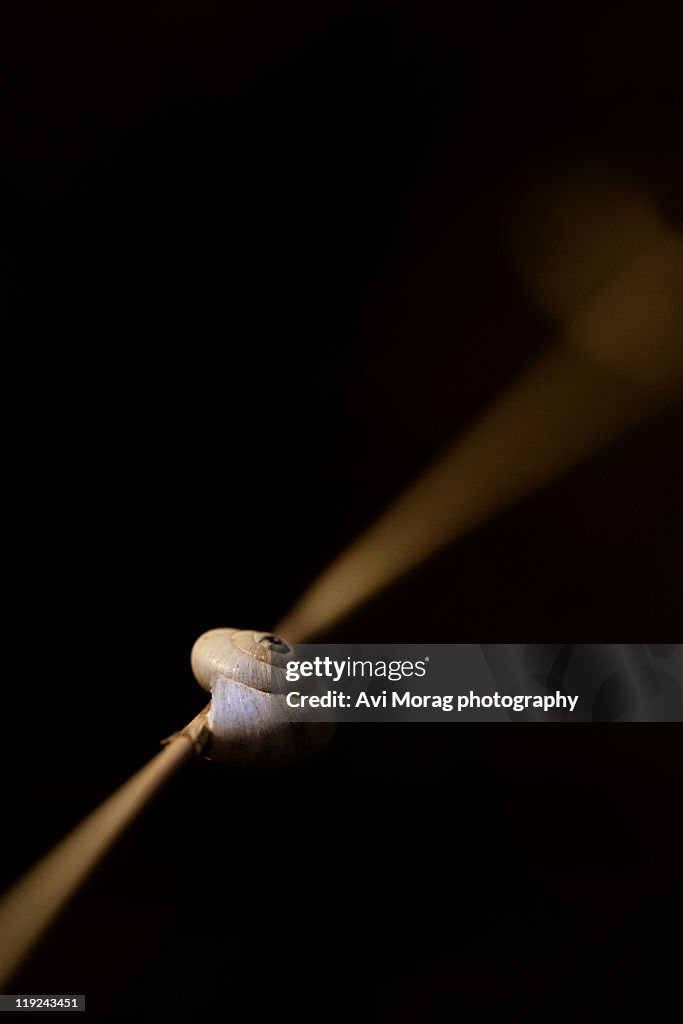 Snail on straw