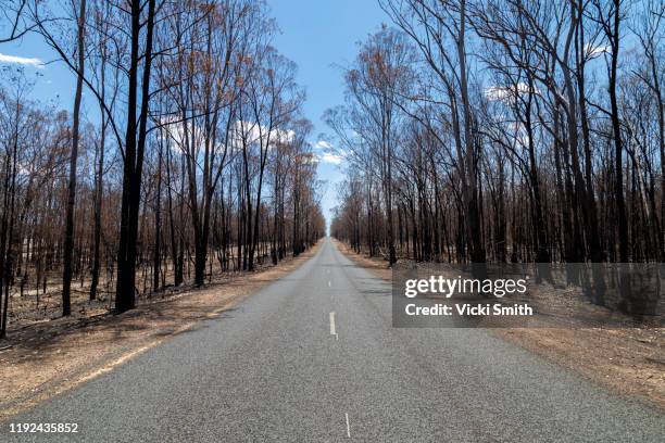 burnt trees,blackened tree trunks along side a road - ipswich australia stock pictures, royalty-free photos & images