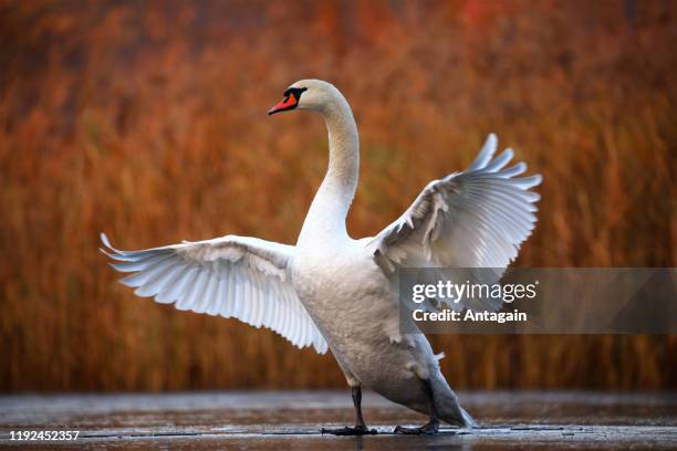 cisne sobre hielo - cisne fotografías e imágenes de stock