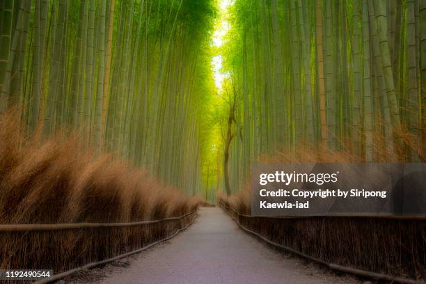 tranquil morning in the arashiyama bamboo grove, kyoto, japan. - japanischer garten stock-fotos und bilder