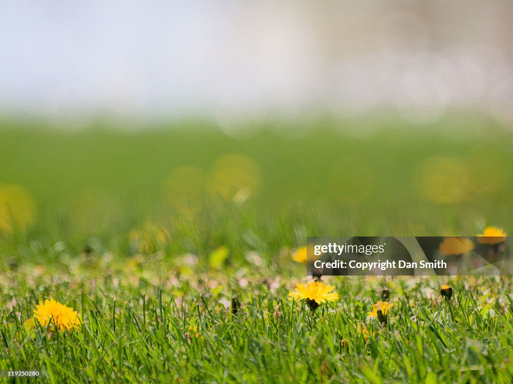 Dandelion field during spring