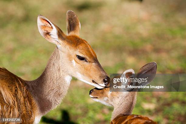 bushbuck in kruger park, south africa - doe stock pictures, royalty-free photos & images