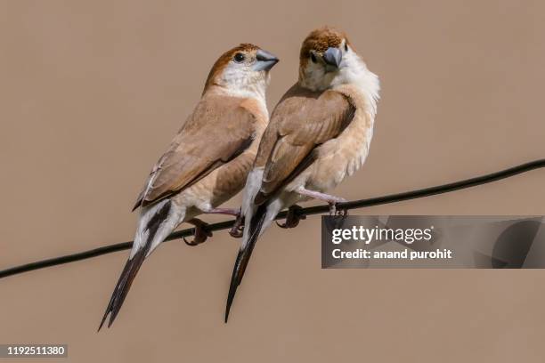 indian silverbill  or white-throated munia - euodice malabarica - malabarica stock pictures, royalty-free photos & images