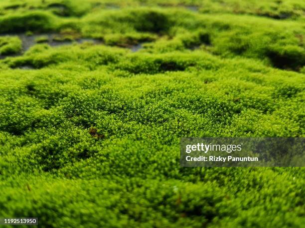 full frame shot of fresh moss - muschio foto e immagini stock