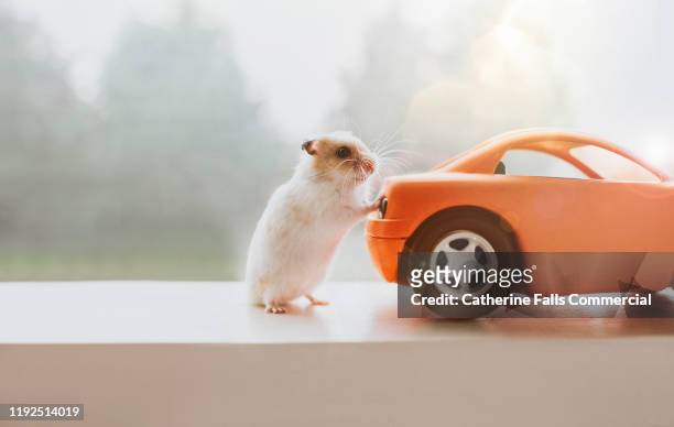 hamster standing beside a car - animal car stock-fotos und bilder