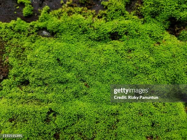 close-up of fresh moss on the old wall - moss stock-fotos und bilder