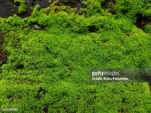 close-up of fresh moss on the old wall - lachen stock pictures, royalty-free photos & images