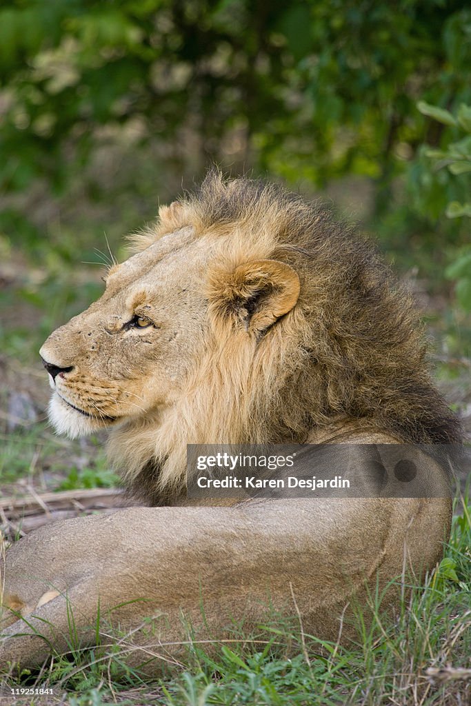 Close-up of male lion (Panthera leo), Botswana
