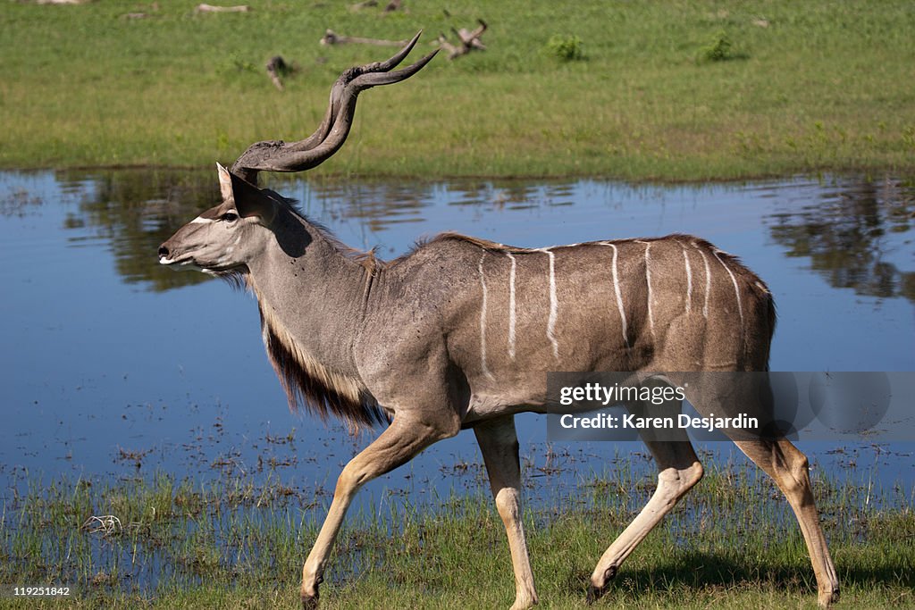 Greater Kudu bull, side view, Botswana