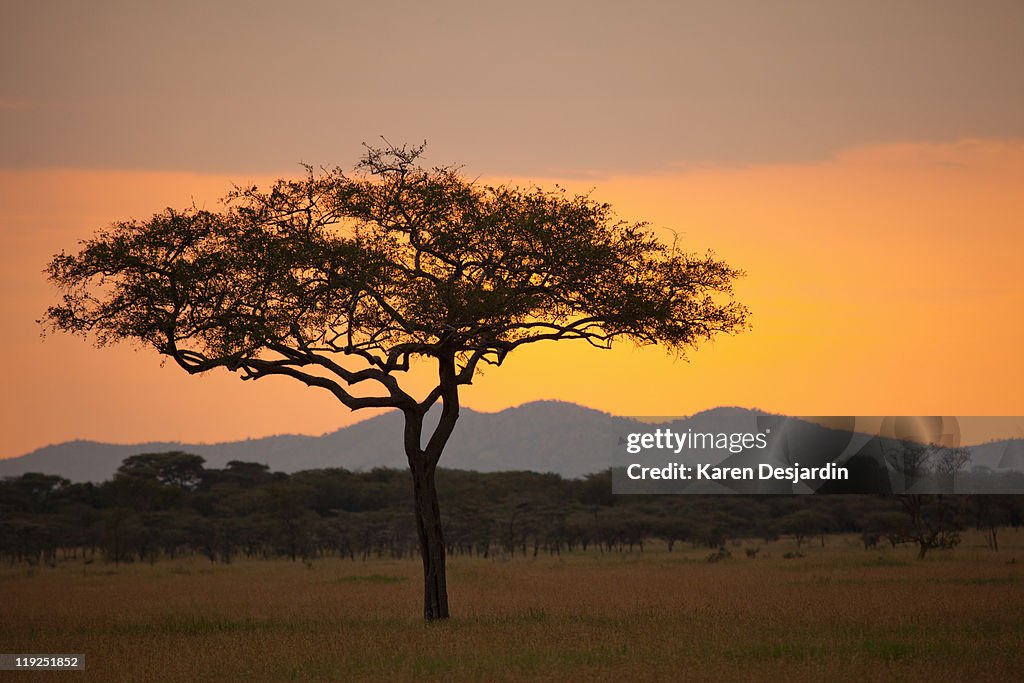 Serengeti sunset, Tanzania