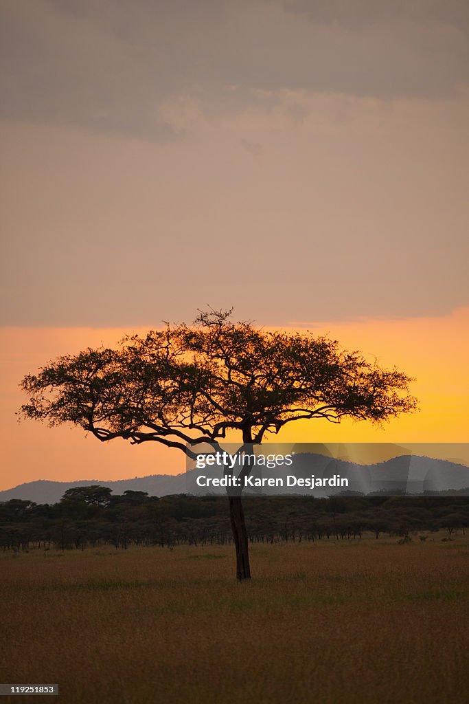 Sunset on the Serengeti, Tanzania