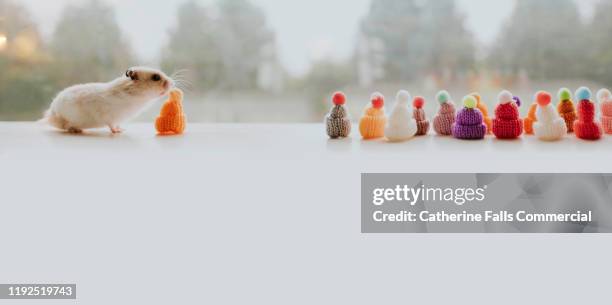 hamster choosing a hat - bobble hat stock pictures, royalty-free photos & images
