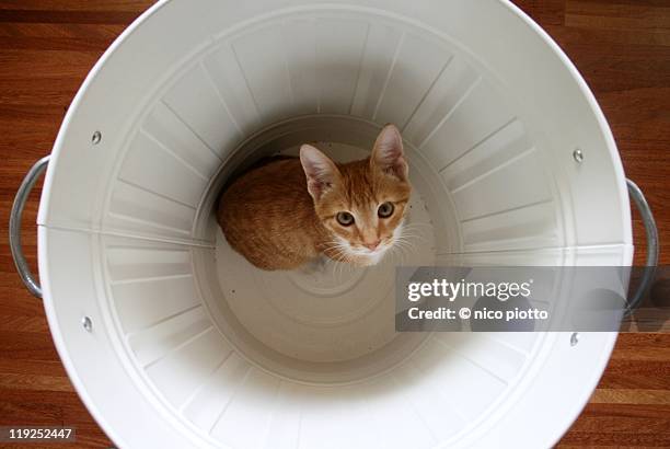 red kitten in white metal garbage bin - inside trashcan stock pictures, royalty-free photos & images