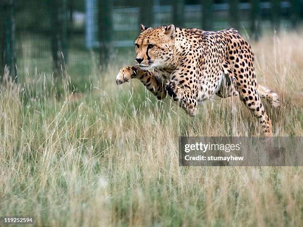 cheetah - cheetah stock pictures, royalty-free photos & images