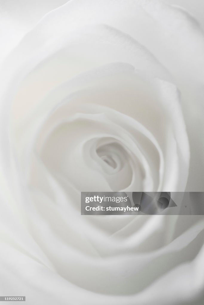 Extreme close up of white rose