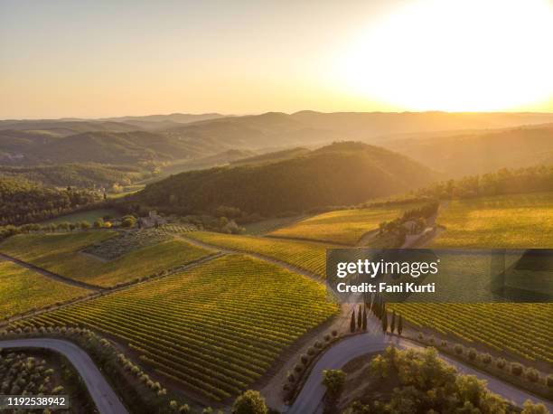 vineyard landscape - vigneto stock pictures, royalty-free photos & images