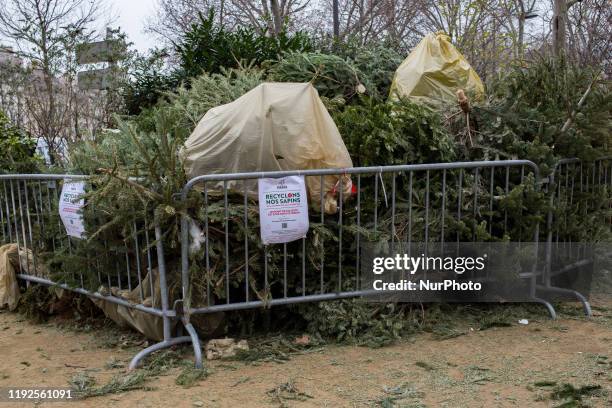 Paris, France, January 7, 2020. A Christmas tree collection point in the 4th arrondissement. The operation &quot;Recycle our Christmas trees&quot;...